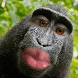 Meet your Posher, Chappy